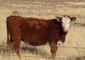Squeeze Chute and Cattle Handling Equipment made by Salt Creek Chutes.