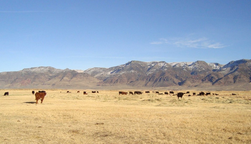 Ranches in the Oregon mountains use Salt Creek hydraulic squeeze chutes